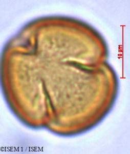 Lobelia urens - lame n° 29421